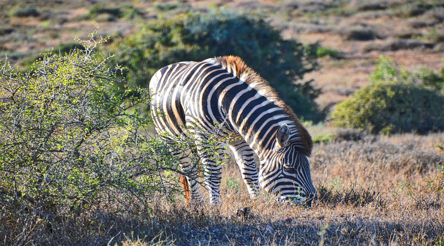 3-Day Tarangire & Serengeti Safari